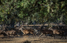 ep una manada de ciervos corren al final de la epoca de la berrea un ritual reproductivo de estos