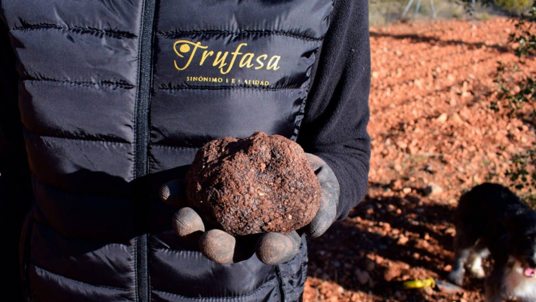 1635319940 trufasa trufa negra 20211027144122 