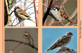 collage de gorriones collage de gorriones