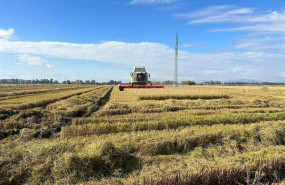 ep archivo   asociaciones de productores piden al parlamento proteger el arroz frente las a