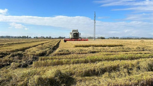 ep archivo   asociaciones de productores piden al parlamento proteger el arroz frente las a