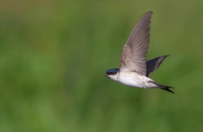 ep birdlife critica la eliminacion sistematica de las colonias de avion comun en donana