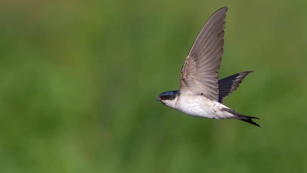 ep birdlife critica la eliminacion sistematica de las colonias de avion comun en donana