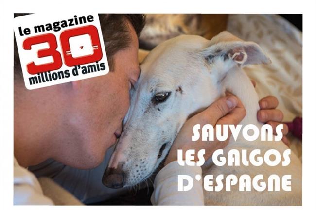 Campaña, crowfunding, salvar galgos | 'EL CREL' ep campana crowfunding salvar galgos