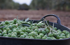 ep imagen de una recolecta de aceitunas