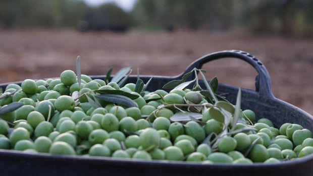 ep imagen de una recolecta de aceitunas
