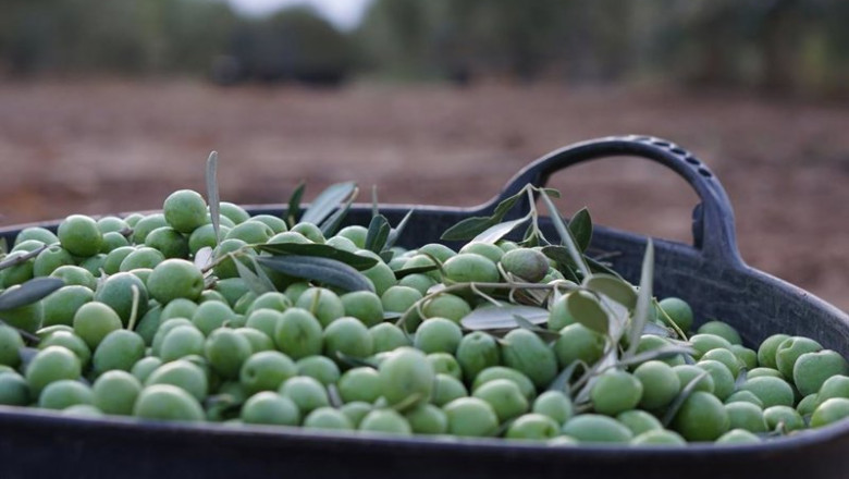 Imagen de una recolecta de aceitunas. | CONSEJO DE LAS IGP ACEITUNA MANZANILLA Y GORDAL ep imagen de una recolecta de aceitunas