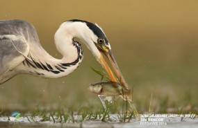 ep una garza real captura un black bass premio fotoaves 2016