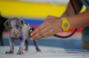 1574428267 actualizacion patologias animales veterinarias