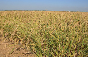 ep archivo   arroz en la albufera