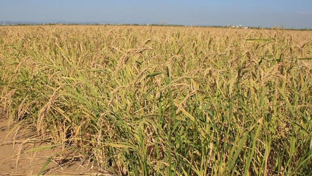 ep archivo   arroz en la albufera