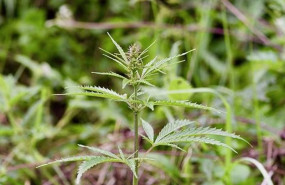 ep archivo   imagen de archivo de la planta salvaje de cannabis fotografiada en medio de un prado en
