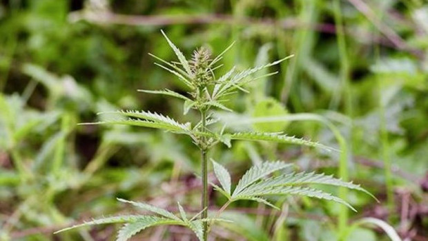 ep archivo   imagen de archivo de la planta salvaje de cannabis fotografiada en medio de un prado en