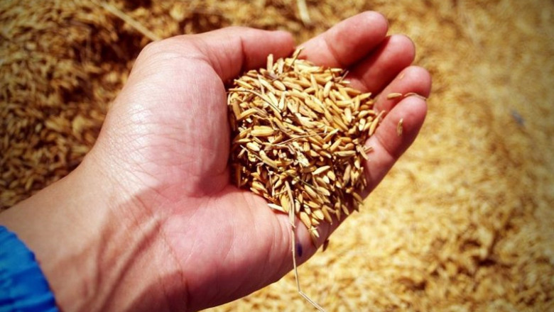 ep archivo   imagen de recurso de arroz