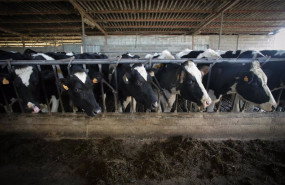 ep archivo varias vacas durante el ordeno en la ganaderia bertolos e serranos ep archivo varias vacas durante el ordeno en la ganaderia bertolos e serranos