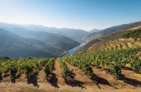 ep archivo   vinedos en douro portugal
