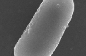 ep estudio de la universidad de jaen sobre la adaptacion de bacterias lacticas para que sobrevivan a