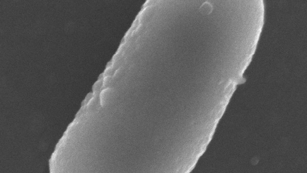 ep estudio de la universidad de jaen sobre la adaptacion de bacterias lacticas para que sobrevivan a