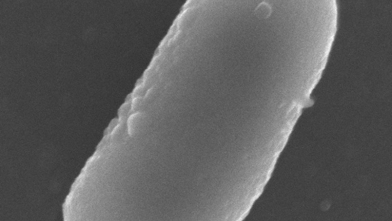 Estudio de la Universidad de Jaén sobre la adaptación de bacterias lácticas para que sobrevivan a la digestión al incorporarlas a alimentos probióticos | EUROPA PRESS/FUNDACIÓN DESCUBRE - Archivo ep estudio de la universidad de jaen sobre la adaptacion de bacterias lacticas para que sobrevivan a