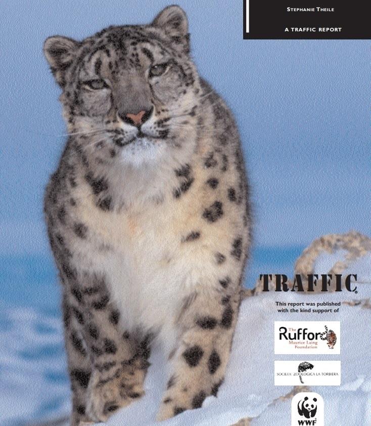 Leopardo de las nieves | TRAFFIC ep leopardolas nieves