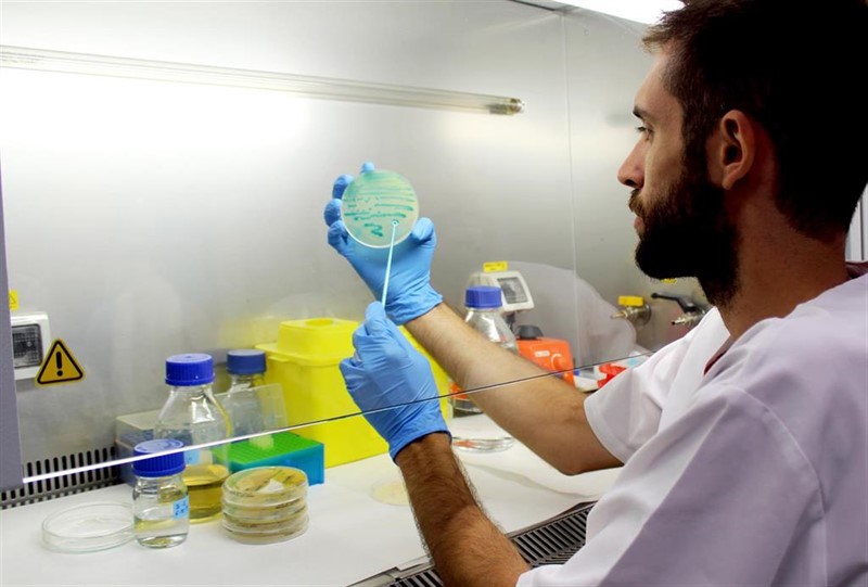 ep un investigador sostiene un cultivo de listeria ep un investigador sostiene un cultivo de listeria
