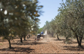 ep un tractor realiza tareas de labranza en un olivar ep un tractor realiza tareas de labranza en un olivar
