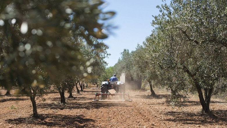 ep un tractor realiza tareas de labranza en un olivar ep un tractor realiza tareas de labranza en un olivar