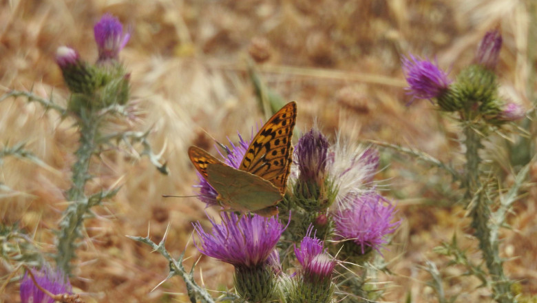 mariposas 