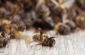 ep abejas muertas 20180601163303