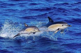 ep archivo   delfin comun en el golfo de vizcaya