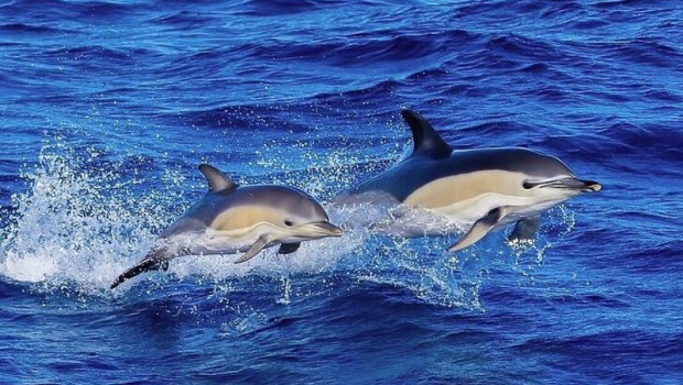 ep archivo   delfin comun en el golfo de vizcaya