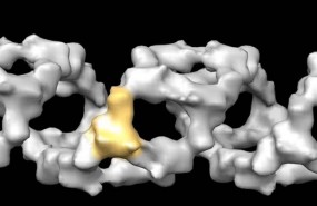 ep csic virus gripe a