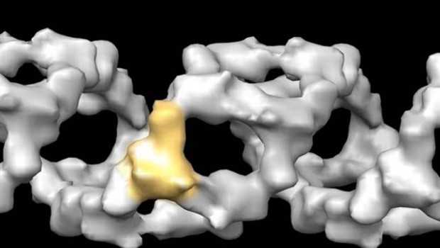 ep csic virus gripe a