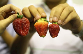 ep el sector de la fresa espanol preve la estabilizacion de la superficie de cultivo en esta campana