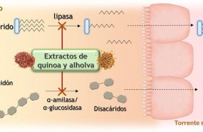 ep extractosquinoaalholvabloqueardigestiongrasas