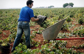 ep joven agricultor en su campo