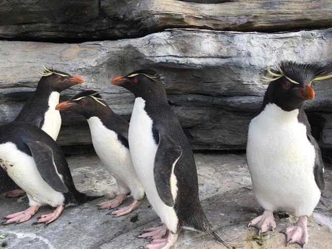 Pingüinos en Islas Malvinas | BIRDLIFE INTERNATIONAL ep pinguinosislas malvinas