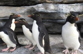 ep pinguinosislas malvinas