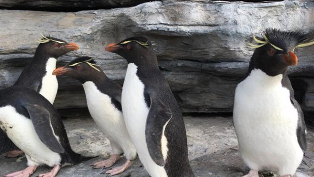 ep pinguinosislas malvinas