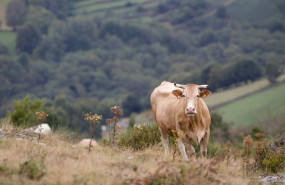 ep una vaca en la serra do oribio