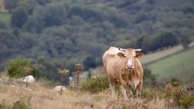 ep una vaca en la serra do oribio