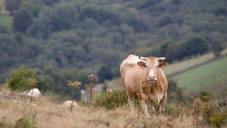 Una vaca en la Serra do Oribio | Carlos Castro - Europa Press ep una vaca en la serra do oribio