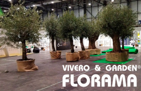 florama alquiler de plantas florama alquiler de plantas