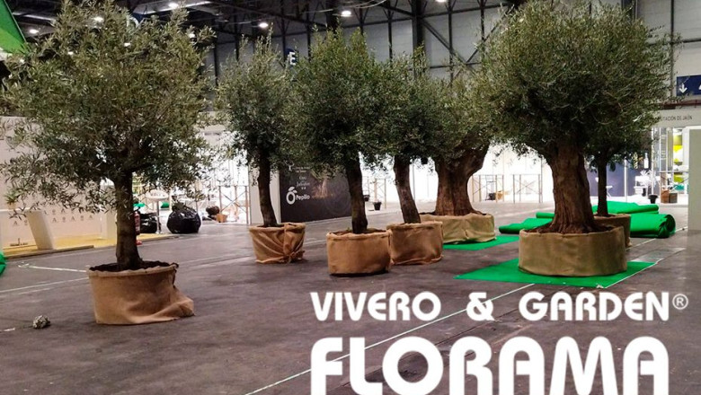 florama   alquiler de plantas