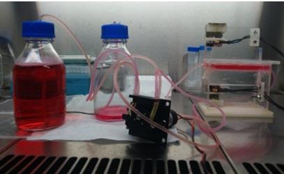 ep biorreactormonitorizar tejidoscartilago humano3d