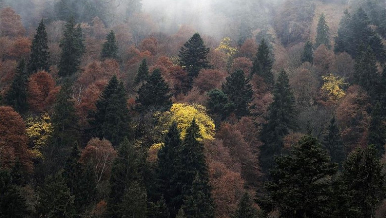 ep bosques 20190823165409
