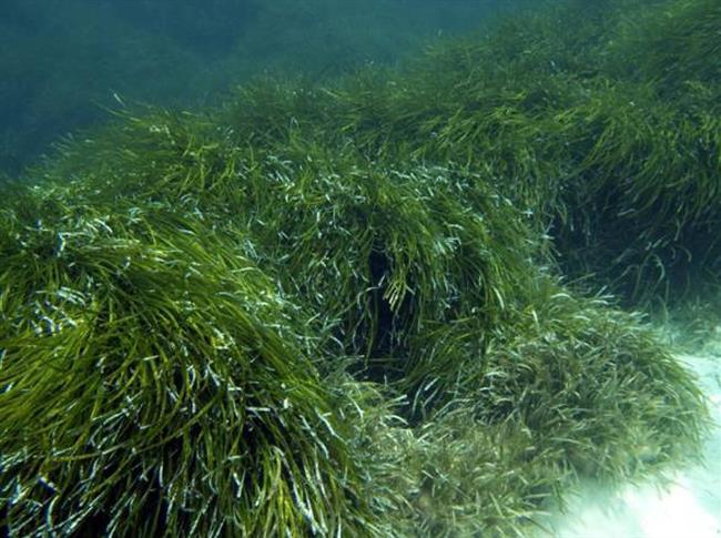 ep praderasposidonia submarina