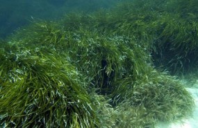 ep praderasposidonia submarina