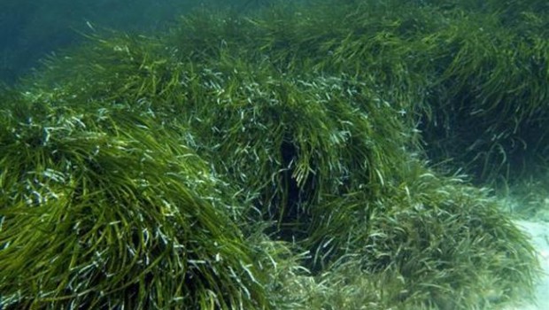 ep praderasposidonia submarina