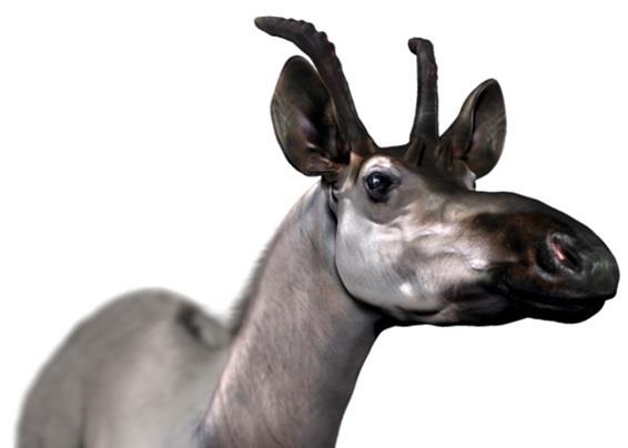 Reconstrucción de Decennatherim rex | ÓSCAR SANISIDRO/ MNCN-CSIC ep reconstrucciondecennatherim rex